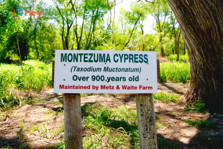 Ancient Montezuma Cypress 1