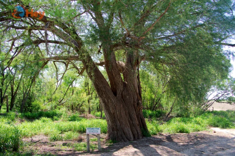Ancient Montezuma Cypress 2