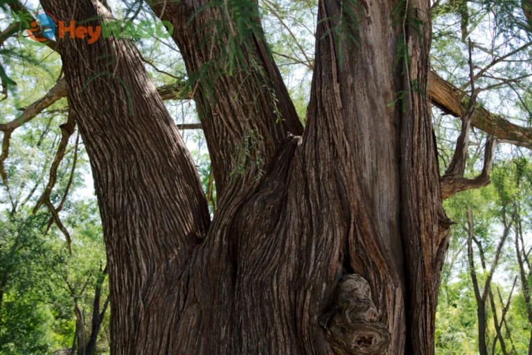 Ancient Montezuma Cypress 3