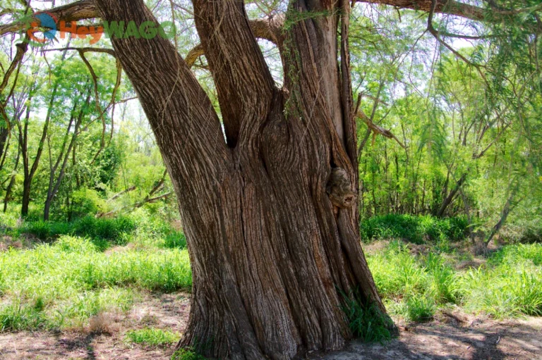 Ancient Montezuma Cypress
