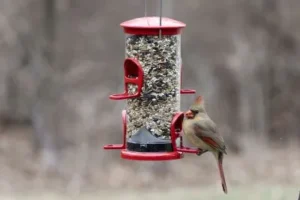 Wild Birds Unlimited Of Mcallen Tx 10