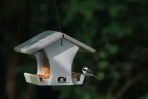 Wild Birds Unlimited Of Mcallen Tx 4