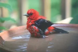 Wild Birds Unlimited Of Mcallen Tx 9