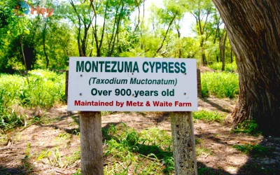 Ancient Montezuma Cypress 1