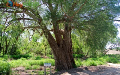 Ancient Montezuma Cypress 2