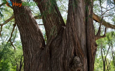 Ancient Montezuma Cypress 3