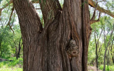 Ancient Montezuma Cypress 4