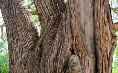 Ancient Montezuma Cypress 5