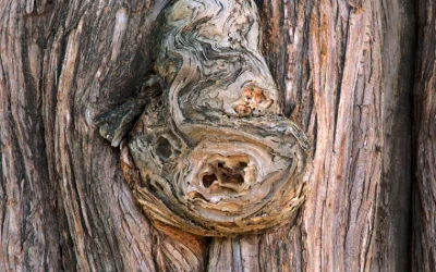 Ancient Montezuma Cypress 6