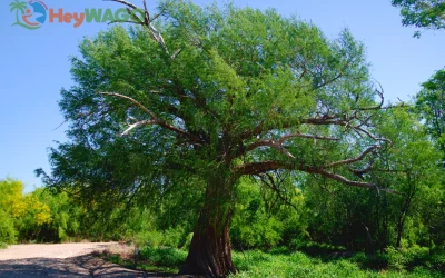 Ancient Montezuma Cypress 8