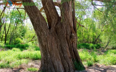Ancient Montezuma Cypress